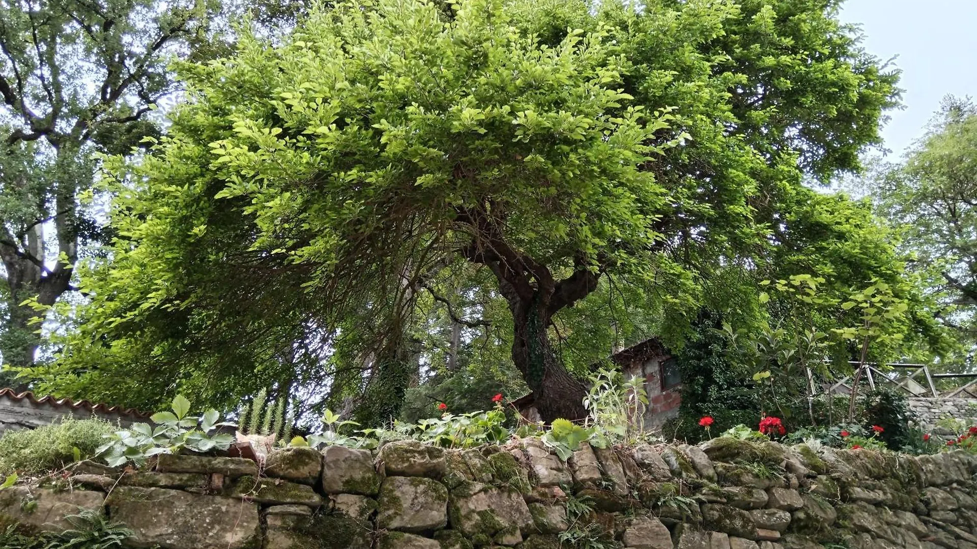 Il Borghetto Room&Breakfast Rocca San Casciano